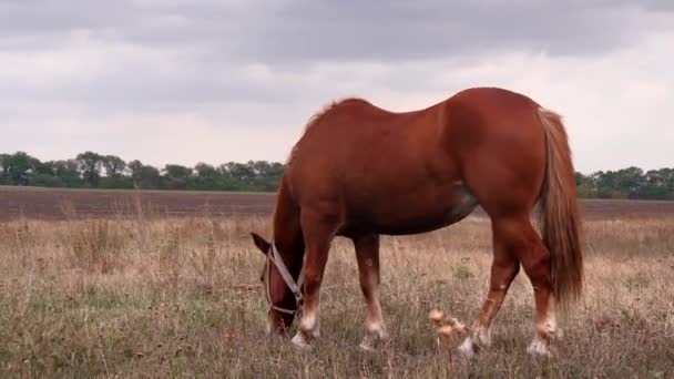 Коні їдять траву на полі. Осінь . — стокове відео