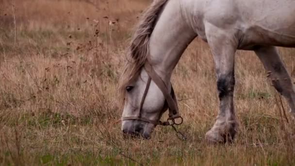 Il cavallo mangia erba sul campo. Autunno . — Video Stock