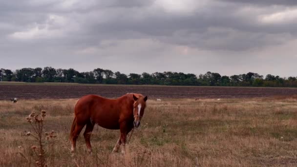 Paard eet gras op het veld. Herfst. — Stockvideo