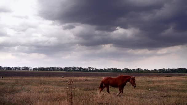 Лошадь пасутся в поле — стоковое видео
