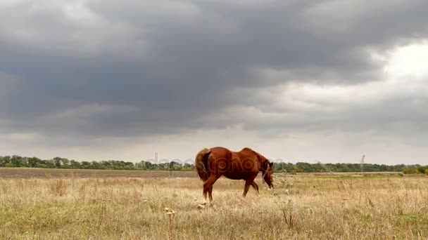 Paard eet gras op het veld. Herfst. — Stockvideo