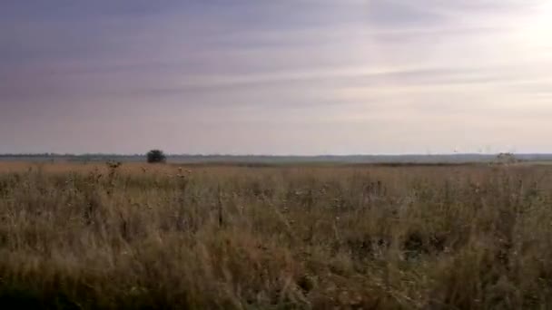 Reis Door Vlaktes Euraziatische Steppe Oekraïne Europa Herfst — Stockvideo