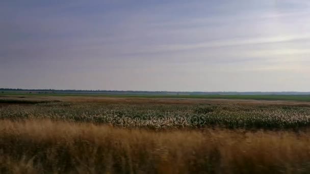 穿越平原的旅程 欧亚大陆草原 乌克兰 — 图库视频影像