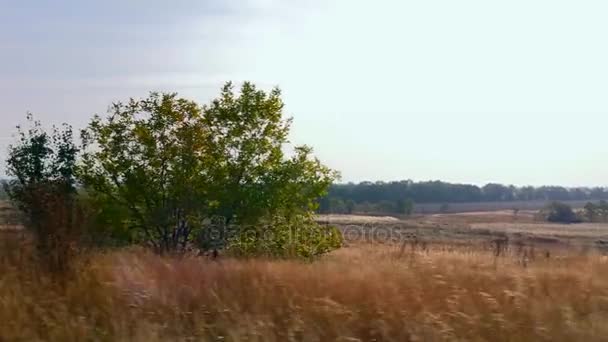 Reis Door Vlaktes Euraziatische Steppe Oekraïne Europa Herfst — Stockvideo