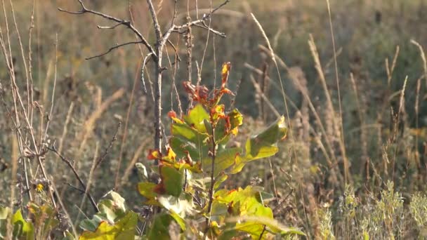 Hojas Roble Hierbas Hierba Campo Valle Otoño — Vídeo de stock