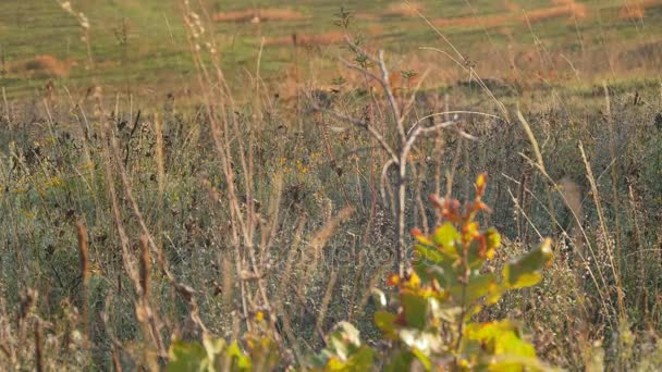 Hojas Roble Hierbas Hierba Campo Valle Otoño — Vídeo de stock