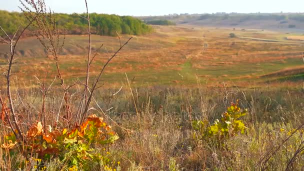 Árboles Hill Valley Ravine Amarillo Hojas Naranjas Otoño — Vídeo de stock