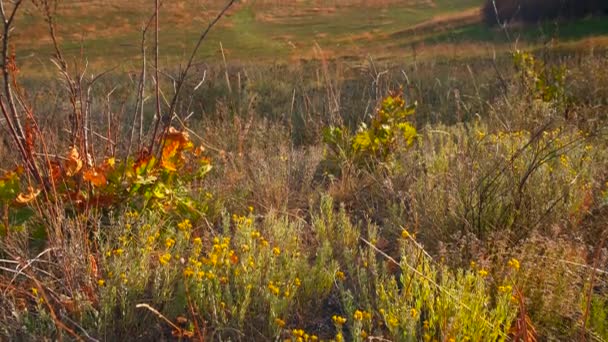 Bäume Auf Hügeln Tal Schlucht Gelbe Orangene Blätter Herbst — Stockvideo