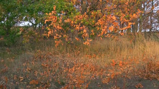 Feuilles Jaunes Vertes Sur Chêne Matin Automne — Video