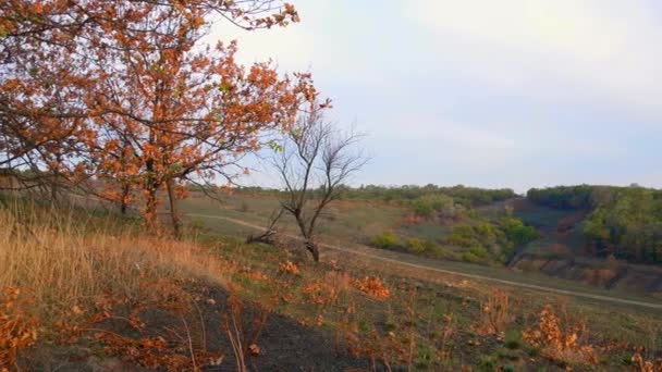 Des arbres sur Hill. Valley, Ravine. Jaune, feuilles orange. Automne 