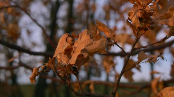 Foglie Gialle Querce Sulla Collina Mattina Autunno Cielo Blu — Video Stock