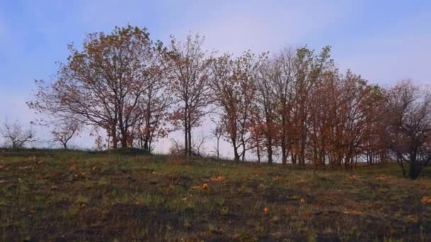 Daun Kuning Pohon Oak Bukit Pagi Musim Gugur Langit Biru — Stok Video
