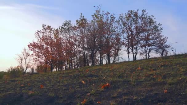 Hojas Amarillas Robles Colina Mañana Otoño Cielo Azul — Vídeo de stock