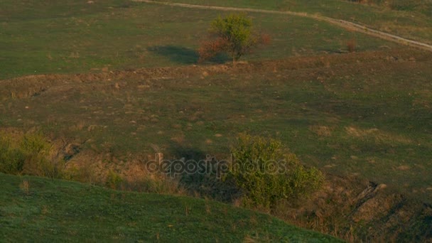 Des Arbres Sur Colline Green Grass Dans Vallée Ravine Matin — Video
