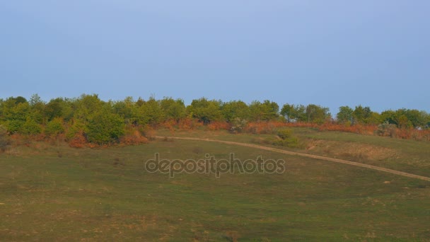 Árvores Colina Green Grass Valley Ravine Manhã Verão — Vídeo de Stock