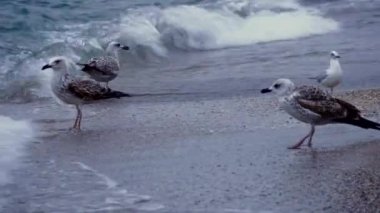 Martılar siyah deniz kıyısında. Dalgalar. Sandy Beach