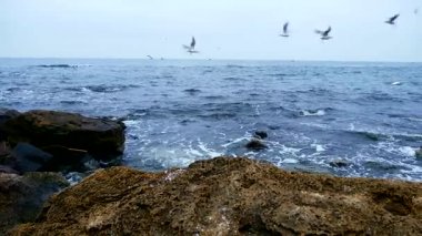 Olgun kadın martılar deniz kıyısında besleniyor