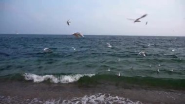 Martılar Karadeniz üzerinde uçuyor