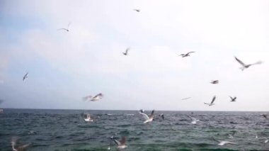 Martılar Karadeniz üzerinde uçuyor