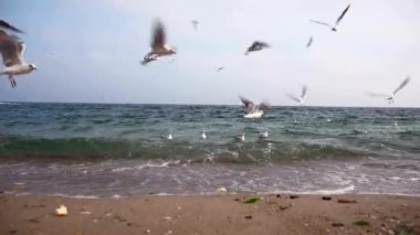 Martılar Karadeniz üzerinde uçuyor