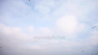 Martılar gökyüzünde uçuyor. Beyaz bulutlar