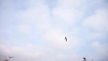 Martılar gökyüzünde uçuyor. Beyaz bulutlar