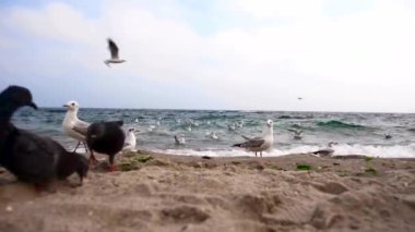 Martı ve güvercinler deniz kıyısında. Bulutlu gökyüzü, dalgalar, plaj