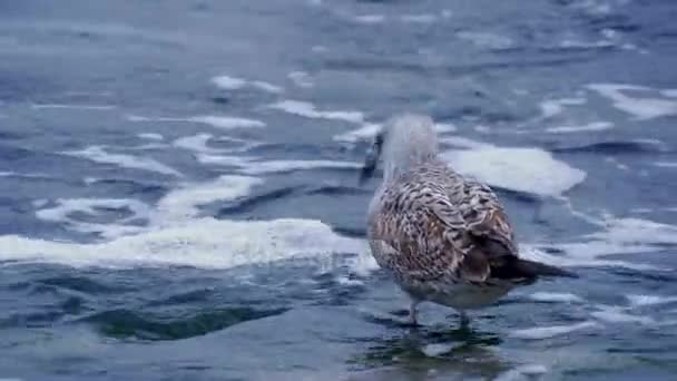 Goélands Sur Côte Mer Noire Des Vagues Plage Sable Fin — Video