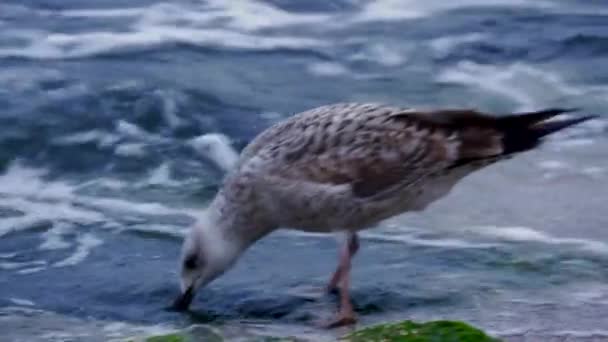 Gabbiani Sulla Costa Del Mar Nero Onde Spiaggia Sabbia — Video Stock