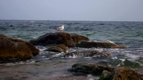Μαύρη Θάλασσα Πέτρες Στην Όχθη Στο Νερό Κύματα — Αρχείο Βίντεο