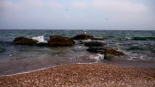 Gabbiani Colombe Sulla Riva Del Mare Cielo Nuvoloso Onde Spiaggia — Video Stock
