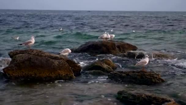 Gaivotas Pombas Costa Mar Céu Nublado Ondas Praia — Vídeo de Stock