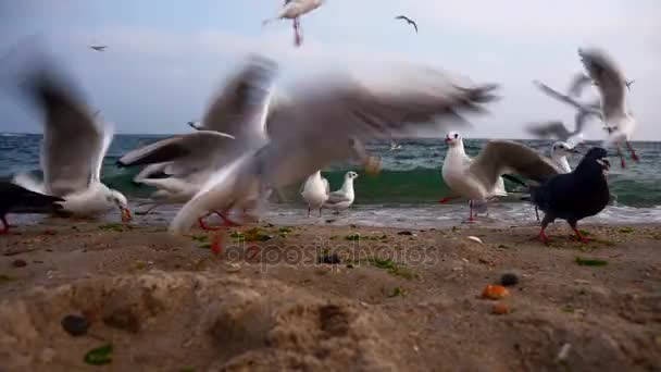 Gaviotas Palomas Orilla Del Mar Cielo Nublado Olas Playa — Vídeos de Stock