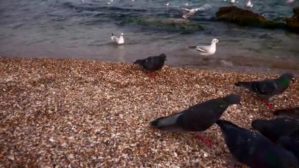 Möwen Und Tauben Meeresufer Bewölkter Himmel Wellen Strand — Stockvideo