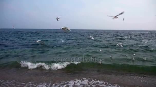 Gulls Flying Black Sea — Stock Video