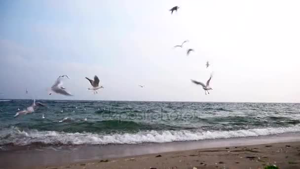 Gaviotas Palomas Orilla Del Mar Cielo Nublado Olas Playa — Vídeo de stock