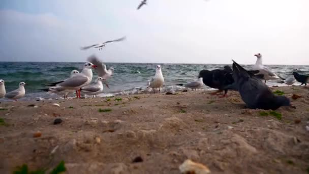 Möwen Und Tauben Meeresufer Bewölkter Himmel Wellen Strand — Stockvideo