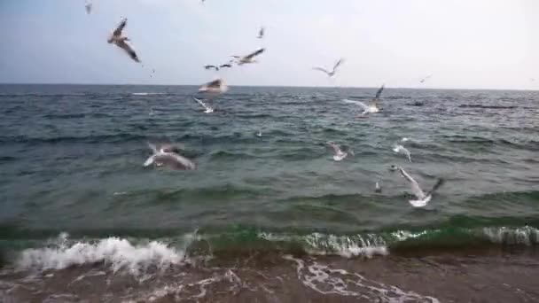 Gulls Flying Black Sea — Stock Video