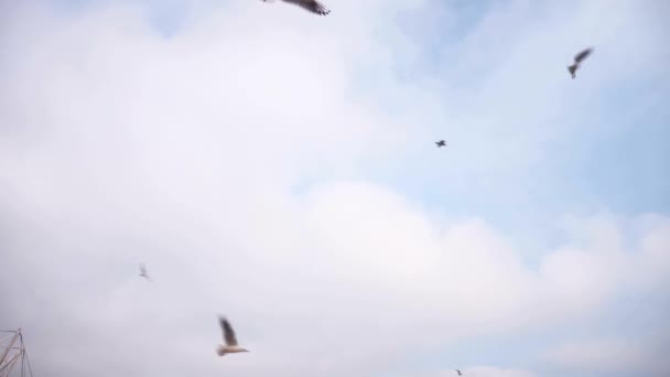 Las Gaviotas Vuelan Cielo Nubes Blancas — Vídeo de stock