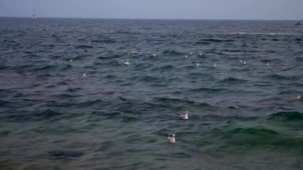 Las Gaviotas Vuelan Sobre Mar Negro — Vídeo de stock