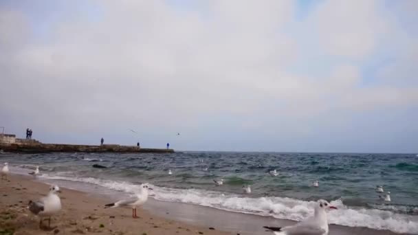 Γλάροι Πετούν Πάνω Από Μαύρη Θάλασσα — Αρχείο Βίντεο