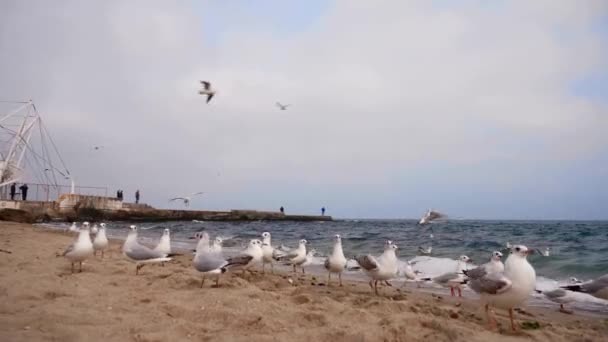 Gaivotas Voam Acima Mar Negro — Vídeo de Stock