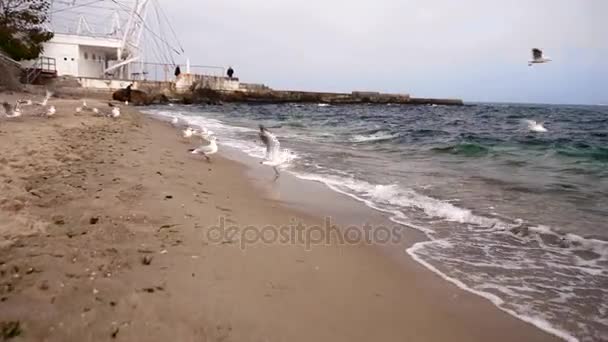 Чайки Черном Море Отдыхают Берега Волны Песчаный Пляж — стоковое видео