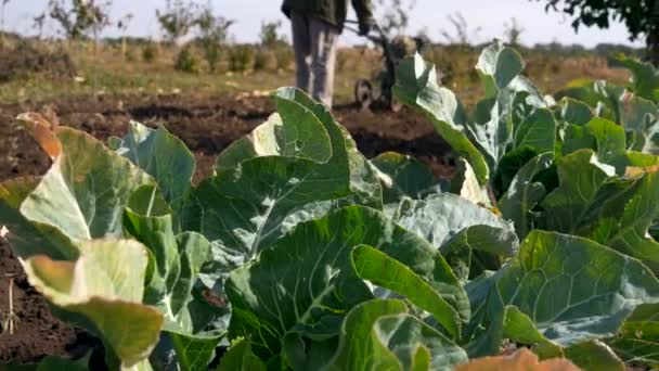 Man Cultivates Soil Hand Tractor Walking Tractor Country Farm Agriculture — Stock Video