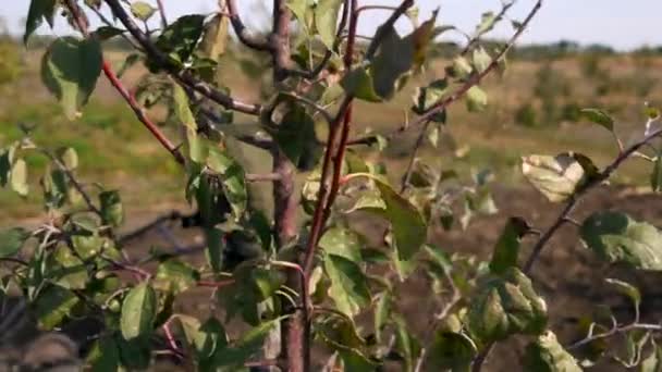 Apfelbaum Mann Bearbeitet Boden Mit Handtraktor Hintergrund Läuft Traktor Landwirtschaft — Stockvideo