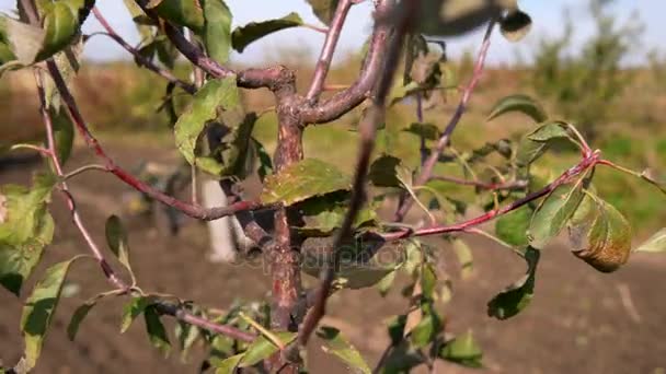 Pohon Apel Man Cultivates Soil Hand Tractor Walking Tractor Background — Stok Video