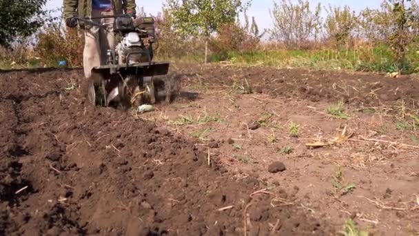 Mann Bearbeitet Boden Mit Handtraktor Lauftraktor Land Bauernhof Landwirtschaft — Stockvideo