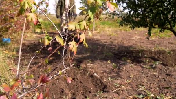 Man Cultivates Soil Hand Tractor Walking Tractor Country Farm Agriculture — Stock Video