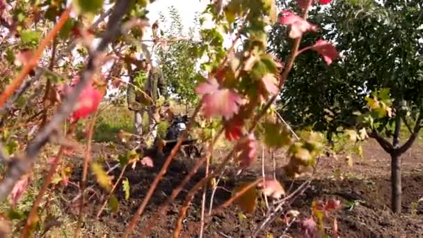 Man Cultivates Soil Hand Tractor Walking Tractor Country Farm Agriculture — Stock Video