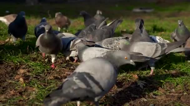 Mały Chłopiec Zegarki Gołębie Szuka Jedzenie Powolny Ruch Ptaków Jesień — Wideo stockowe